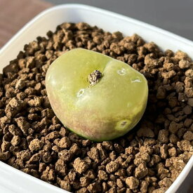 観葉植物/コノフィツム：マウガニー 2.5号鉢植え*