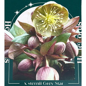 NX}X[YinjFXej[@OCX^[3.5|bg