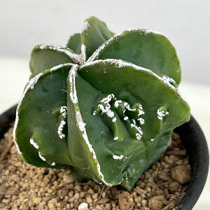 ϗtA/T{eFAXgtBc~IXeBO}@@2.5A