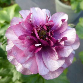 草花の苗/ラナンキュラス：ラックス ティーバ3.5-4号ポット*