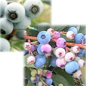 �ʎ��̕c/�u���[�x���[�F���r�b�g�A�C�n2��Z�b�g�i�n�[���j�[�ƃe�B�t�u���[�j