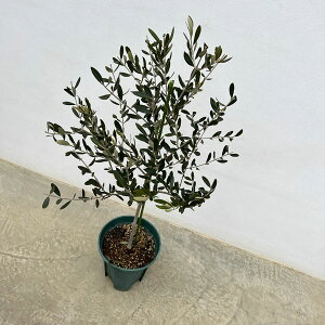 Ԗ ؂̕c/I[uFANb]@8d|bg