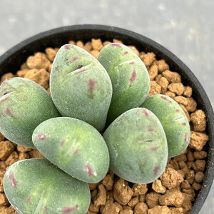 ϗtA/RmtBcFCUG@2.5|bg