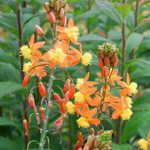 Ԃ̕c/urlFtebZXiIWj4.5|bg