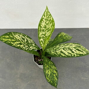 ϗtA/fBtFoLAFzCgGgi@4