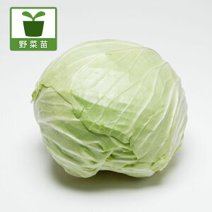 ؂̕c/LxcFᏗiJIJ~j̕c3|bg 2Zbg