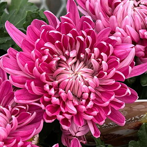 Ԃ̕c/|bg}ERXRpNg p[v3.5|bg