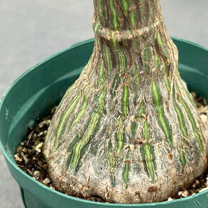 ϗtA/vZEh{obNXFGv`Ni3Nj 3A