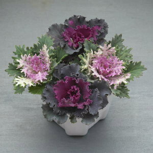 Ԃ̕c/n{^FbtbhtFU[zCg4{d3|bg