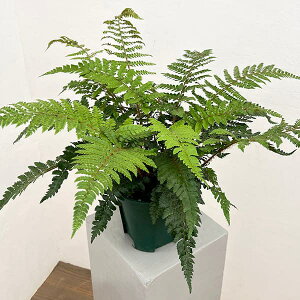 ϗtA/V_F|XeBN@|ut@@6A