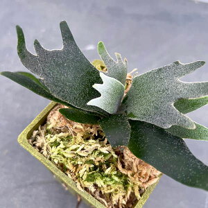 ϗtA/[UEt@[ZNg]rJNV_iREjFEBL[oNeAiX|Aj2|bg