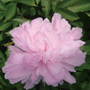 Ԃ̕c/VNNi䉖jFXC[gn[j[4|bg