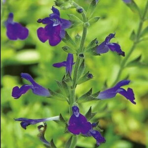 Ԃ̕c/TrAFRAECVX3.5|bg