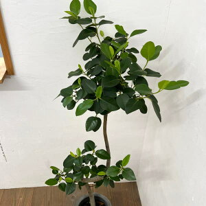 ϗtA/tBJXFrLm[TitXSj@Ȃ@7A