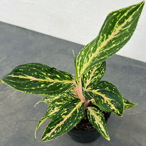 ϗtA/AOIl}FsNo^tC 3.5|bg