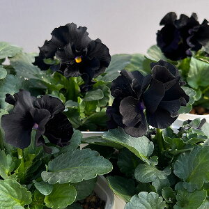 Ԃ̕c/y1ll3|bg܂ŁzpW[FVoG hD k3.5|bg