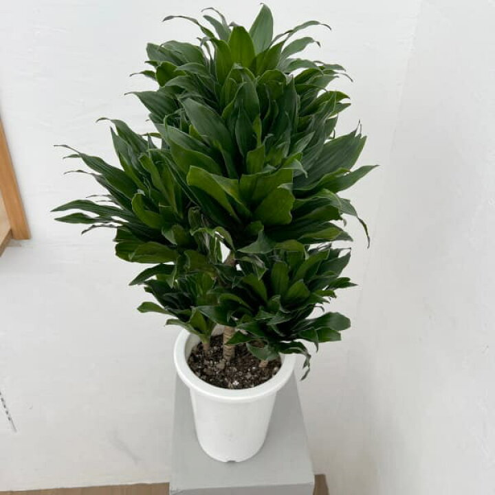 楽天市場】観葉植物/ドラセナ：コンパクタ6号鉢植え : 園芸ネット プラス