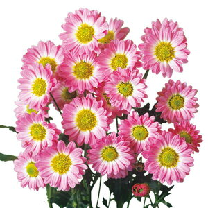 Ԃ̕c/炫ςe v^isNnj3|bg