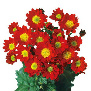 Ԃ̕c/ԂȂe~炫 炫eFԃKiԌnj4|bg