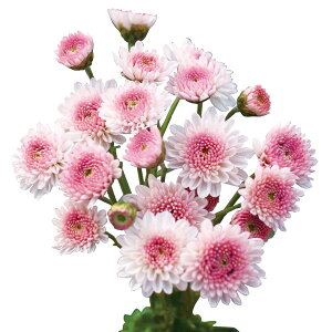 Ԃ̕c/ԂȂe~炫 炫Fde  4|bg