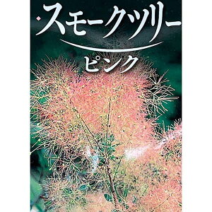 Ԗ ؂̕c/X[Nc[FpXeVV5|bg