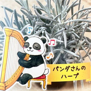 Ԃ̕c/wNTFp_̃n[viVo[Xm[j2.5O|bg