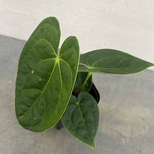 ϗtA/[UEt@[ZNg]AXEFhL×NAX@3.5|bg