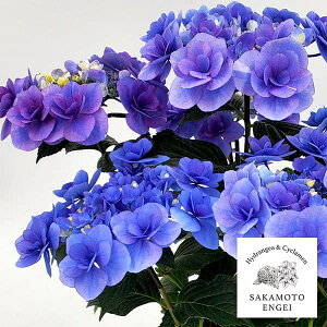 Ԗ ؂̕c/AWTCF[[iu[j3.5|bg