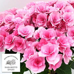 Ԗ ؂̕c/AWTCFNCu[PiACjsN3.5|bg