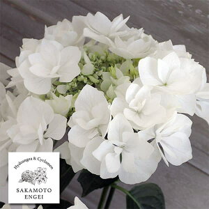 Ԗ ؂̕c/AWTCF|[WBu[P@OCXizCgj3.5|bg