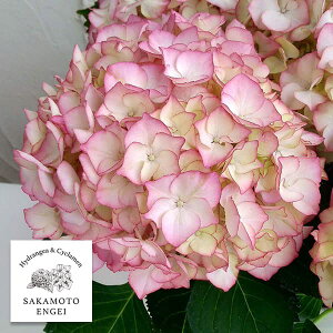 Ԗ ؂̕c/AWTCFXC[gAXisNj3.5|bg