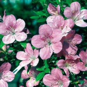 Ԗ ؂̕c/[RccWF}3.5|bg