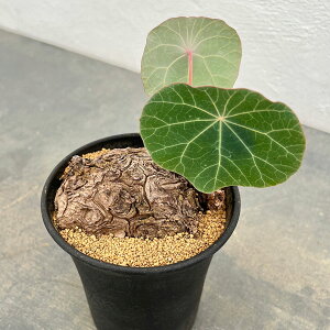 ϗtA/Xet@jAFJEB[TL[ 3.5A25-02