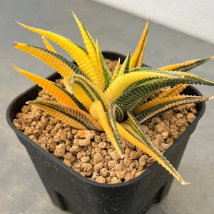 ϗtA/nI`AFڗaсi~tHAj@3XNGA