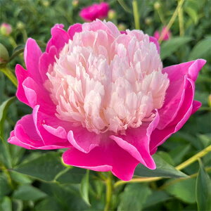 Ԃ̕c/VNNiC^[ZNVinCubhjFQCp[4|bg