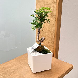 R쑐̕c/^ZRCA@ؒdĊp