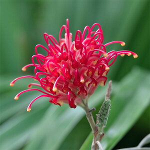 Ԗ ؂̕c/OrAFoNV[ 8A