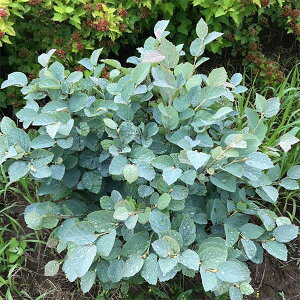 Ԗ ؂̕c/Voi}TNitHTMjFu[VhE50cm