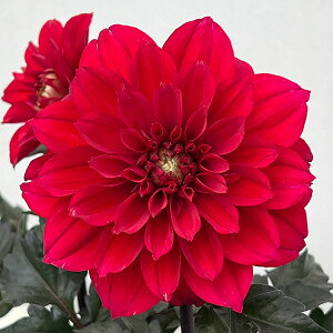 _AFxEOf@`R[gbh3.5|bg