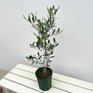 Ԗ ؂̕c/I[uF^WXJ 5|bg