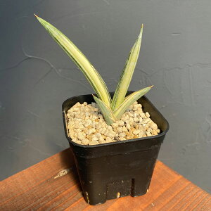 ϗtA/TZxAFLav.1970@iumX1970@j@2.5A