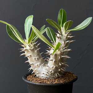 ϗtA/pL|fBEFɓnCubh@ZNg@3A