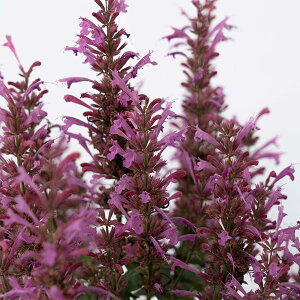 Ԃ̕c/i킯jAKX^[VFFT}[O CbN3O|bg