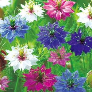 Ԃ̕c/jQFyVWGԐF~bNX3.5|bg[4`8ɊJԂԒd1NEN^l\E]