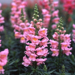 Ԃ̕c/LM\EijF\lbg sN3.5|bg