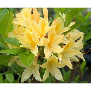 Ԗ ؂̕c/ccWFVlij3.5|bg