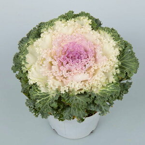 Ԃ̕c/n{^FhX sNoCJ[3.5|bg