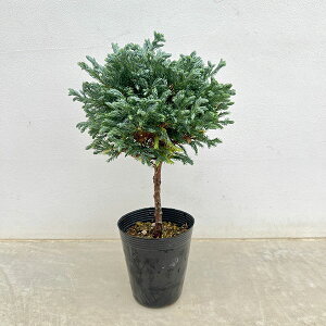 Ԗ ؂̕c/Rjt@[F{[o[h4|bg