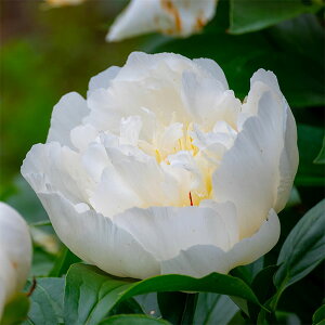 Ԃ̕c/VNNi䉖jFԍaiłj4|bg