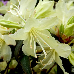 Ԗ ؂̕c/ccWFɐqJQccW25`30cm